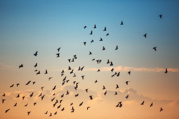istock Flying seagulls over the sea on sunrise 1328280682