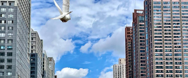 istock White Pigeon in flight with skyscrapers, blue sky, and clouds 1328281765