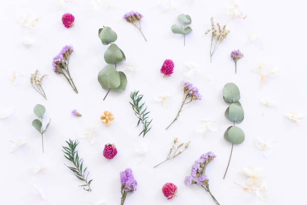 istock Top view image of flowers composition on white background .Flat lay 1328281827