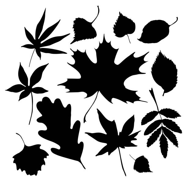 Autumn leaves silhouette set isolated on white background Autumn leaves silhouette set isolated on white background. Different leaf shapes in black and white. Vector illustration silhouette of a fall leaves black and white stock illustrations