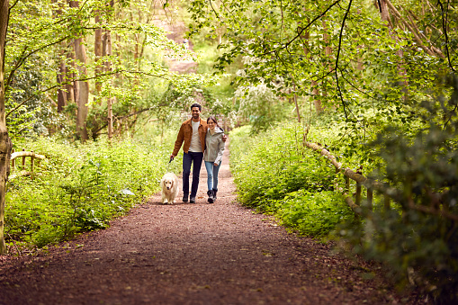 Couple With Pet Golden Retriever Dog Walking Along Path Through Trees In Countryside