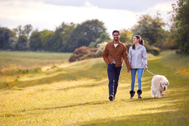 couple with pet golden retriever dog walking along path across field in countryside - dog walking retriever golden retriever imagens e fotografias de stock