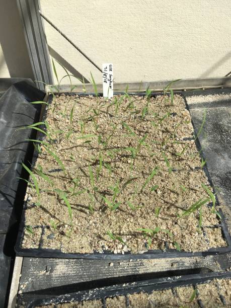 istock Sorghum seedlings growing in sand 1328283579