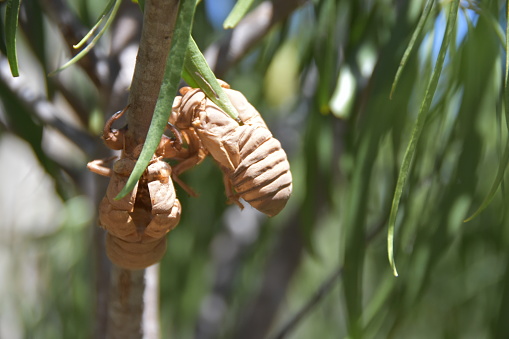 Shell On Tree Empty Cicada Shells On A Tree Stock Photo - Download Image Now - Animal ...