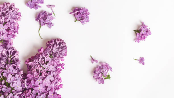 istock spring background. lilac flowers on white background, copy space 1328285981