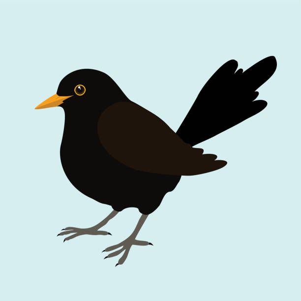 illustrations, cliparts, dessins animés et icônes de illustration d’un merle noir - common blackbird