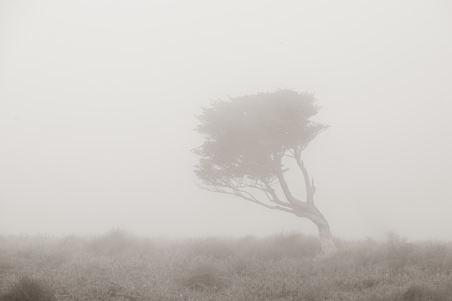A lone leaning tree on mountain top shrouded in cloud and fog