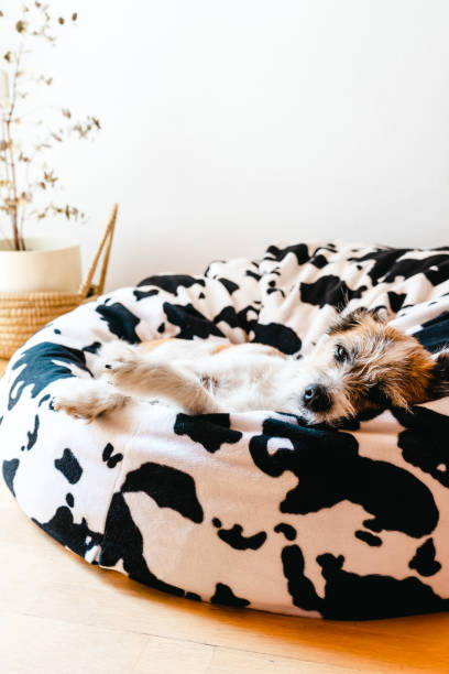 istock Small sleeping terrier dog on a pet bed 1328288573