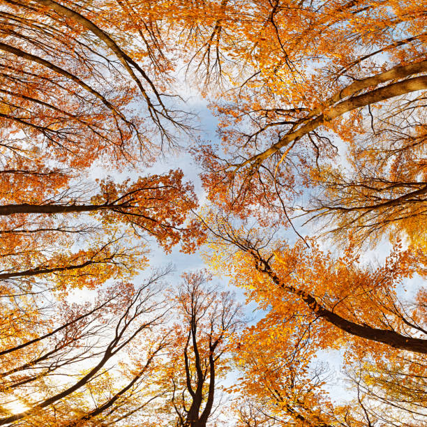 istock 180 degrees wide angle view of autumn forest from bottom background 1328289414