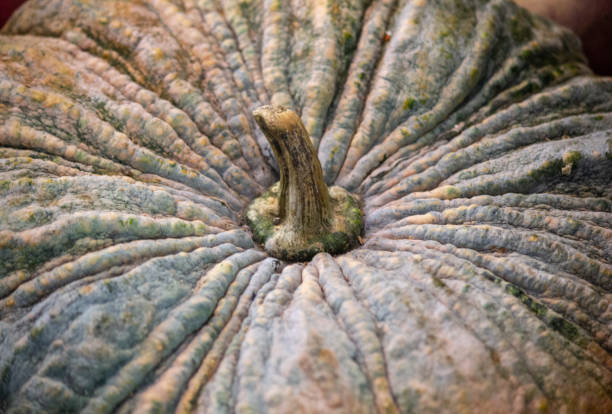 zbliżenie obrazu słodkiej łodygi dyni - planting growth plant gourd zdjęcia i obrazy z banku zdjęć