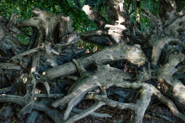 istock Roots  of big trees in a forest. 1328290109