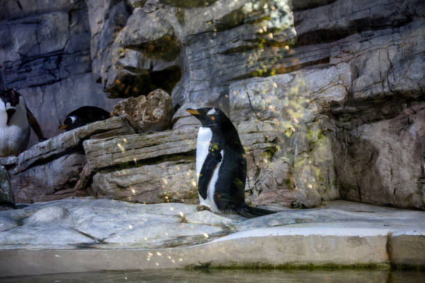 istock Some penguins on background of rocks. 1328290139