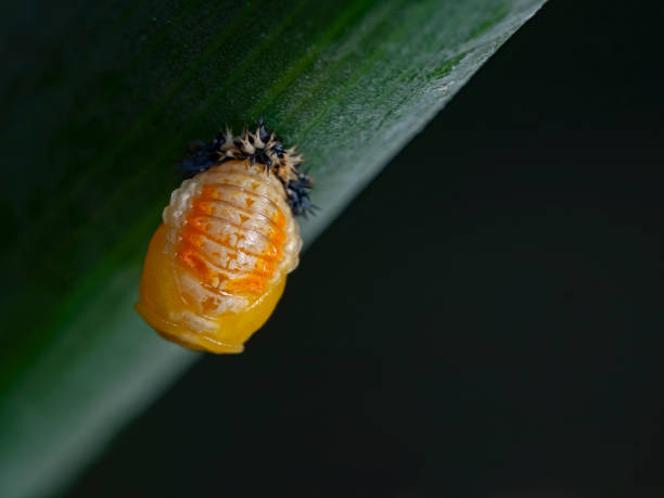 Small Ladybug Pupa - Harmonia axyridis - Ladybug septempunctata ,macro insects