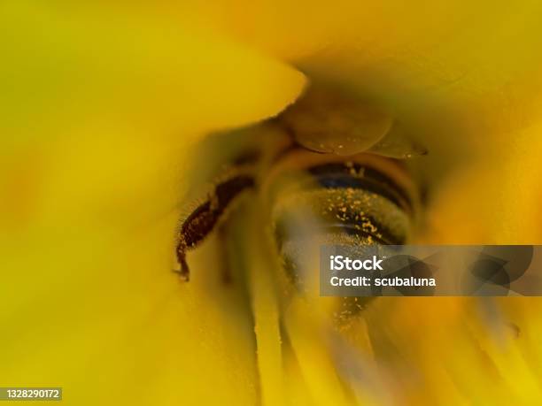 Honey Bee In The Calyx Honigbiene Im Blütenkelch Stock Photo - Download Image Now - Animal, Animal Body Part, Animal Wildlife