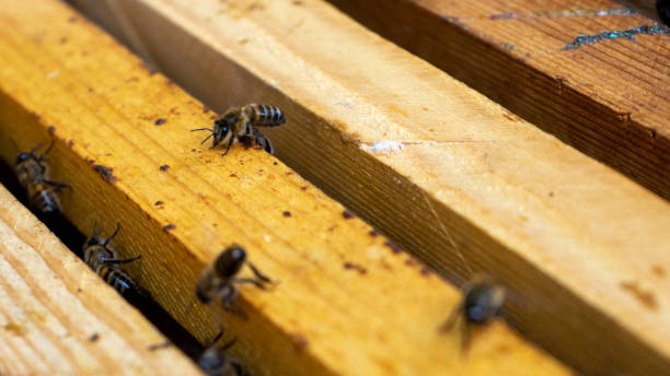istock Honey bee takes off from the frame with honeycombs in the hive. 1328290979