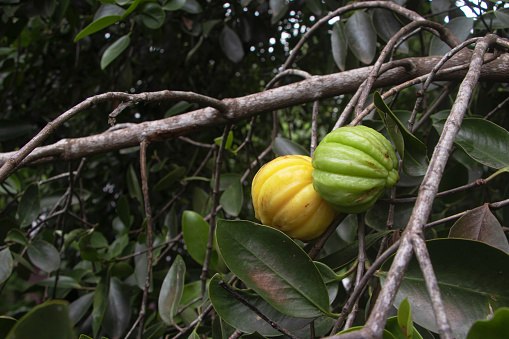 Garcinia gummi-gutta is a tropical species of Garcinia native to Indonesia. Common names include Garcinia cambogia (a former scientific name), as well as brindleberry,