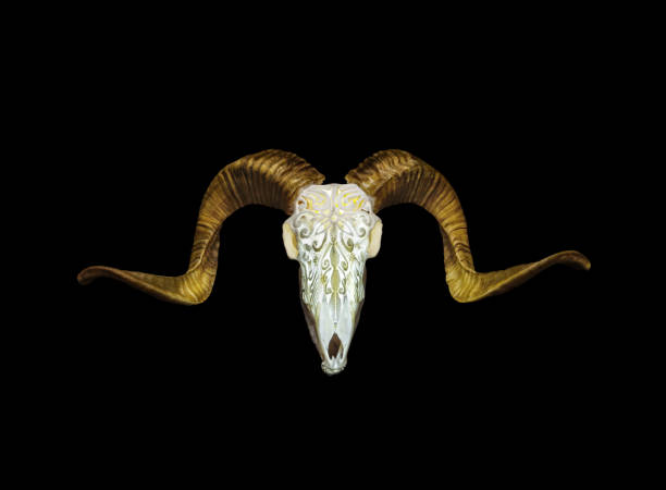 Cow Taxidermy wall mount , cow bull skull, Nguni Cattle Skull - Beautiful Horns