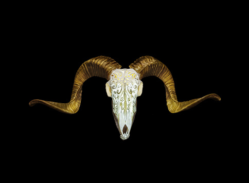 Ram skull with horns. A pattern carved into the skull of an animal. Isolate on a black background.