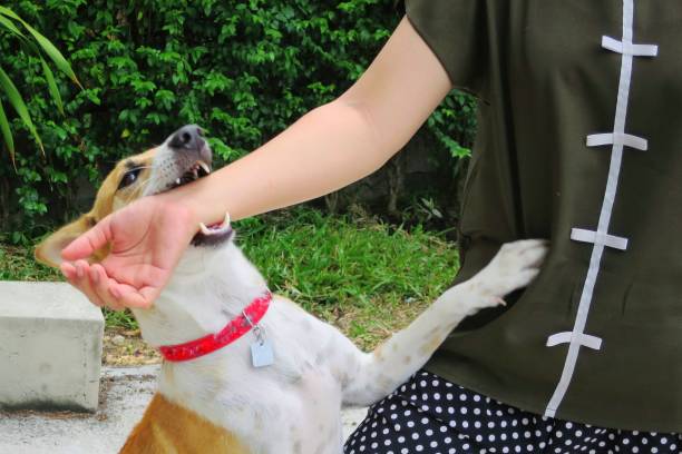 messa a fuoco morbida di un simpatico cane bianco e marrone morde in mano mentre gioca con il proprietario. - nibbling foto e immagini stock