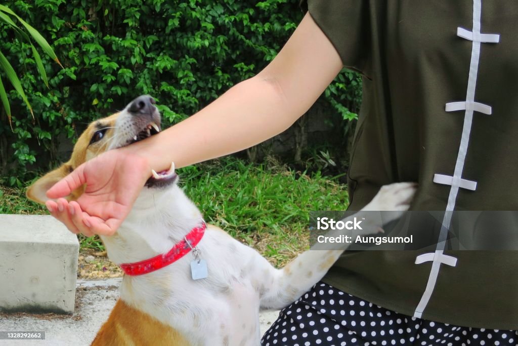 Soft focus of a cute white and brown dog bites in hand while playing with owner. Soft focus of a cute white and brown dog bites in hand while playing with owner. Dangerous and may be infected by rabies. Animal, people and health care concept. Dog Stock Photo