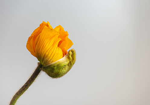 Floral fine art still life color macro of a single isolated hatching young orange satin silk poppy blossom about to open on gray background with detailed texture