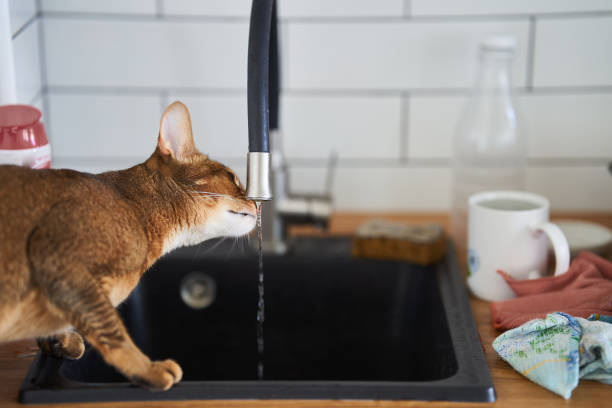 istock Beautiful cat Bengal breed drinking water from the tap 1328293861