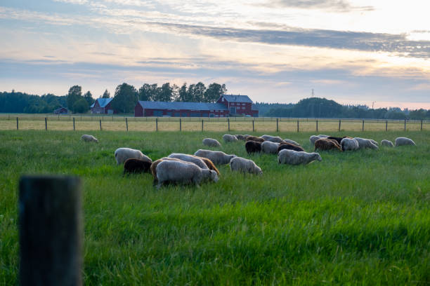 A herd of sheep pasturing on a meadow during sunset. stock photo