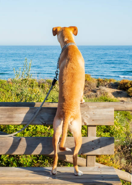A hunting dog looking at the sea from a hill