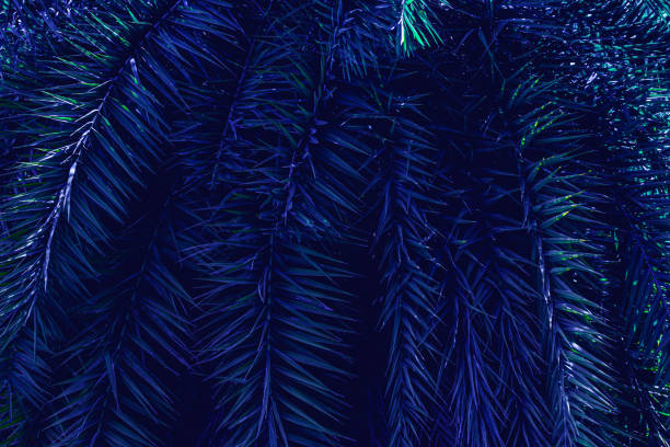 istock abstract palm leaf background, closeup blue leaves texture 1328294338