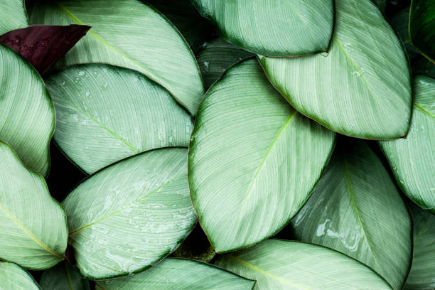 istock Full Frame of Green Leaves Texture Background. tropical leaf 1328295432