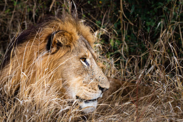istock Male African lion resting in the shade 1328296537
