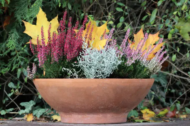 Common heather (Calluna vulgaris, ling, or simply heather) und Leucophyta brownii (also known as cushion bush).