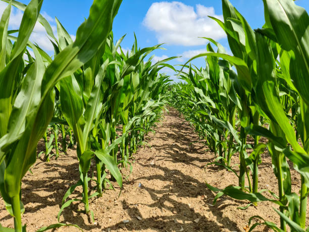 istock View at crop seedlings on an agricultural field in a perspective view with a blue sky background. 1328298077