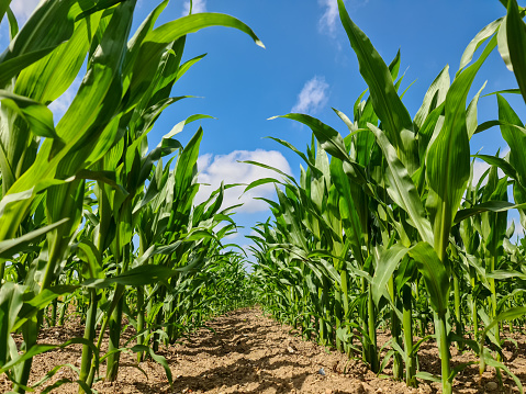 The stems of unripe corn crops in the field