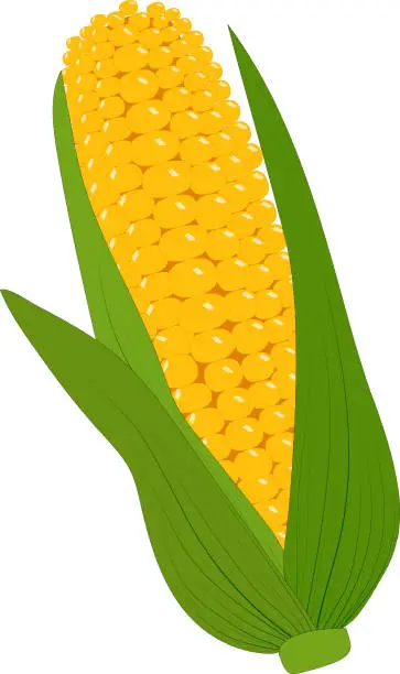 Vector illustration of Сorn on the cob on a white background.