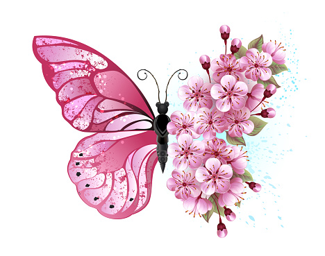 Flower arrangement of pink butterfly with pink Japanese cherry blossoms on white background.