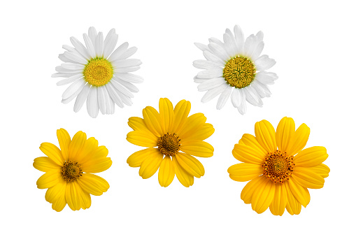 Conjunto de cinco flores de manzanilla blancas y amarillas aisladas sobre fondo blanco. photo