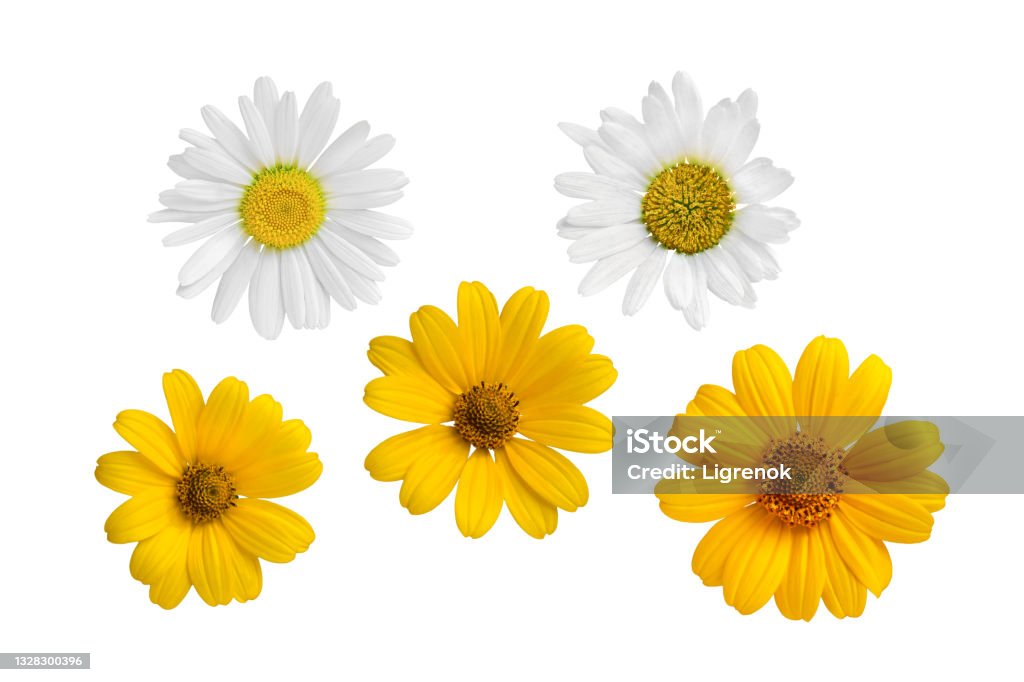 Set of five chamomile flowers white and yellow isolated on white background. Element for design. Blank for further use Daisy Stock Photo