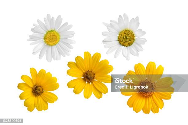 Set Of Five Chamomile Flowers White And Yellow Isolated On White Background Stock Photo - Download Image Now