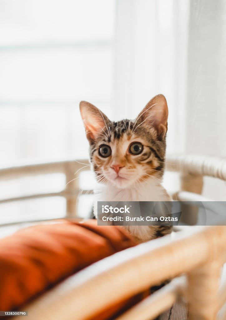 Portrait of beautiful tabby cat Domestic Cat Stock Photo
