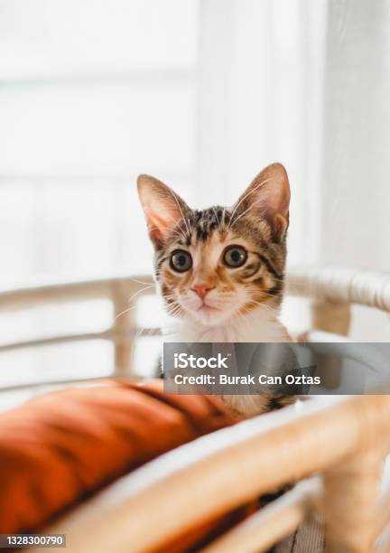 Portrait Of Beautiful Tabby Cat Stock Photo - Download Image Now - Domestic Cat, Kitten, Cute