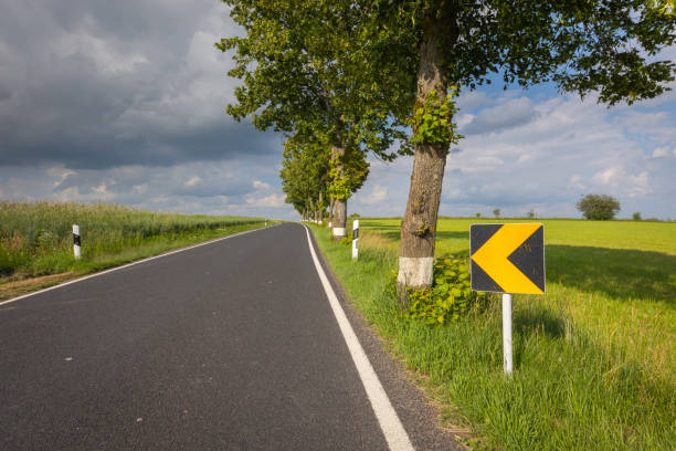 pristine road and tree alley