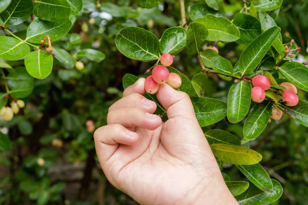 istock Selective focus on fresh mango yawn lime booing or Bengal Currant with woman's hand harvesting them, fruit size of a berry used as condiment in pickles. Christs Thorn or Carunda or Karonda sour fruit 1328303148
