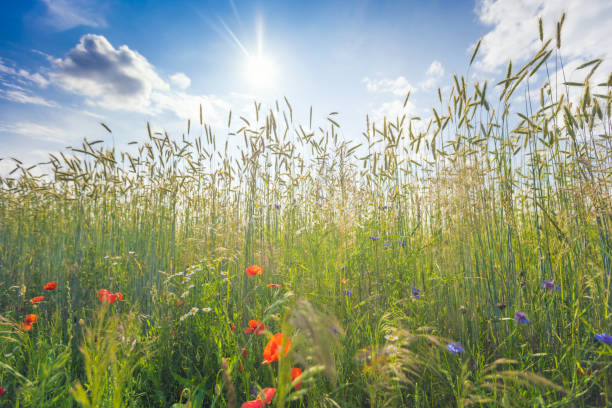 wheat and wildflowers