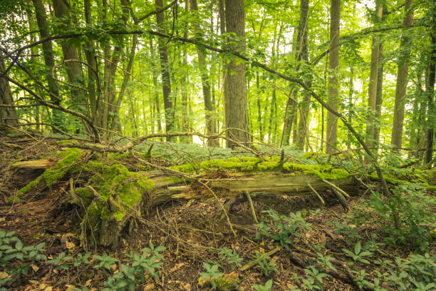forest scenery