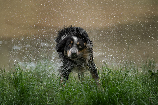 australian shepherd shakes the water out of its fur