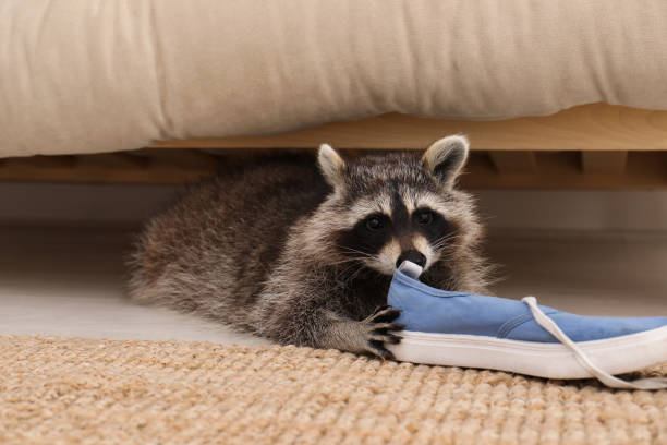 istock Cute mischievous raccoon playing with shoe under sofa indoors 1328305873