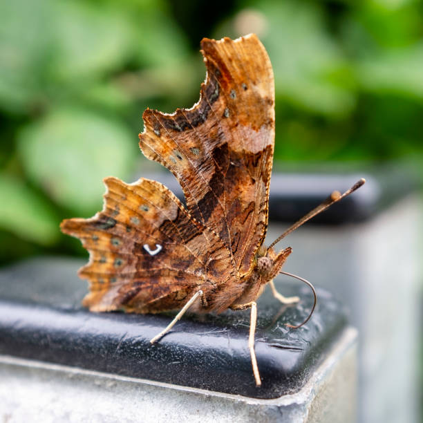Comma Butterfly With Its Wings Closed. Photographed In The Southwest Of England In July.