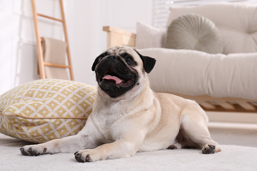 Dog, person and sitting in a home with pug, waiting and relax pet on the floor of lounge. Puppy, begging and calm in a house with small animal and hands holding a dogs treat and food for training