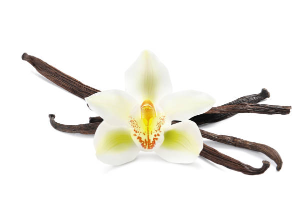 istock Dried aromatic vanilla sticks and beautiful flower on white background 1328306076